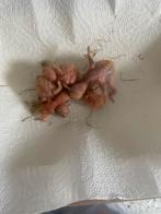 Baby dwerg papagaaien tam ge maken, Dieren en Toebehoren, Geslacht onbekend, Overige soorten