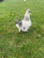 Zijdehoender haan, Dieren en Toebehoren, Pluimvee