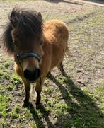 Shetland Pony, Dieren en Toebehoren, Pony's, Niet van toepassing, 0 tot 2 jaar, Hengst, A pony (tot 1.17m)