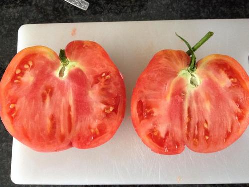 5 graines de tomates Gigant Krasnij - bio, Jardin & Terrasse, Bulbes & Semences, Graine, Printemps, Plein soleil, Envoi