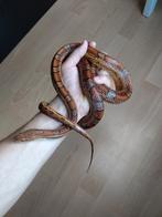 Korenslang, Dieren en Toebehoren, Slang, 7 tot 10 jaar