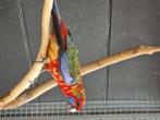 Koppel zeer speciale kleur penant rosella's hand opfoko, Animaux & Accessoires, Oiseaux | Perruches & Perroquets, Domestique