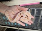 Cinnamon Lavender Albino 0.1 vrouwtje Python Regius, Dieren en Toebehoren, Slang, 0 tot 2 jaar