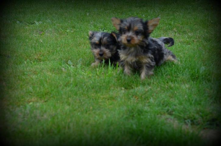 Yorkshire Terrier pups bleu merle, Dieren en Toebehoren, Honden | Jack Russells en Terriërs, Reu, Yorkshire Terriër, Fokker | Professioneel