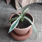 Agave americana 'Variegata' Kuipplant Terrasseplant, Vaste plant, Ophalen