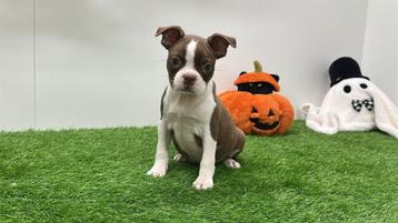 Boston Terrier pups beschikbaar voor biedingen