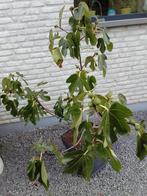 Vijgenboom in pot, Tuin en Terras, Ophalen, In pot, Vijgenboom