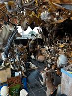 Jacht wild trofee, Enlèvement