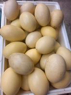 Nandoe eieren, leeg, Ophalen of Verzenden