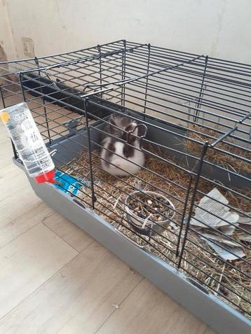 Un nouveau foyer pour bébé, Enlèvement, Comme neuf