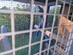 Halsbandparkiet jong 2025, Parkiet