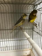 Kopple kanarie Raza espaniola 2025, Dieren en Toebehoren, Vogels | Kanaries, Meerdere dieren, Postuurkanarie