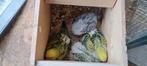 Grasparkietjes, Dieren en Toebehoren, Vogels | Parkieten en Papegaaien