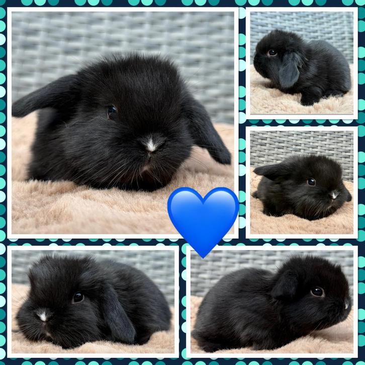 Heel erg lieve & prachtige jonge Dwerg Hangoor Konijntjes, Dieren en Toebehoren, Konijnen, Dwerg, Meerdere dieren, 0 tot 2 jaar