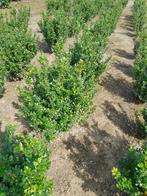 ilex crenata 'caroline upright', Tuin en Terras, Ophalen