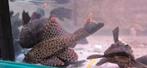 Pleco zwart en bruin +15cm, Dieren en Toebehoren, Vissen | Aquariumvissen, Vis, Zoetwatervis