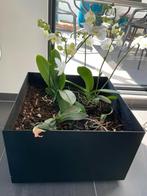 2 metalen plantenbakken - 50 x 50 x 30 (32,5) cm, Huis en Inrichting, Kamerplanten, Ophalen