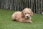 Prachtige medium Goldendoodle pups, Dieren en Toebehoren, Honden | Retrievers, Spaniëls en Waterhonden, België, Overige rassen