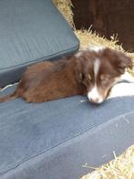 Border collie pups pup zwart wit bruin, Dieren en Toebehoren, Honden | Herdershonden en Veedrijvers, België, CDV (hondenziekte)