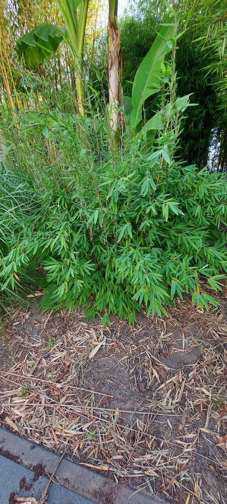 niet woekerende bamboe,  fargesia nitida volcano, Tuin en Terras, Planten | Tuinplanten, Volle zon, Ophalen of Verzenden