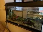 Aquarium 120l + inhoud, Dieren en Toebehoren, Ophalen, Zo goed als nieuw