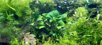 Verschillende Aquariumplanten Mix  beschikbaar voor biedingen