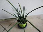 Sansevieria cylindrica, Huis en Inrichting, Kamerplanten, Ophalen