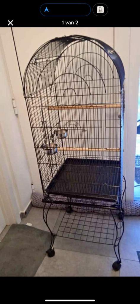 Handtamme halsbandparkiet + kooi, Dieren en Toebehoren, Vogels | Overige Vogels, Geslacht onbekend, Tam, Geringd