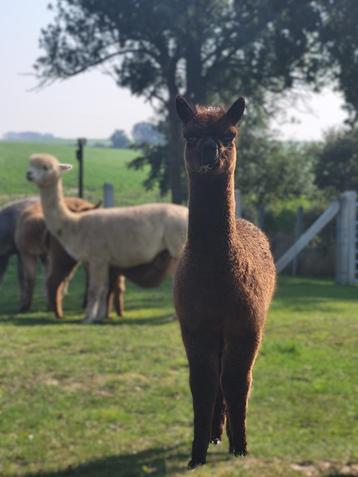 super schattig chocolade merrieveulen beschikbaar voor biedingen