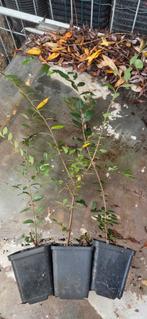 Ulmus parvifolia. Chinese iep., Tuin en Terras, Ophalen, Struik