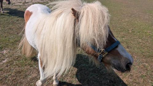 Shetlander ruin, 7 jaar, Dieren en Toebehoren, Pony's, Ruin
