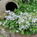 7x campanulla portenslaigana alba, Ophalen, Vaste plant