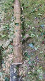 Bois rare. Tronc de houx pour ébénisterie, tournage, Bricolage & Construction, Enlèvement