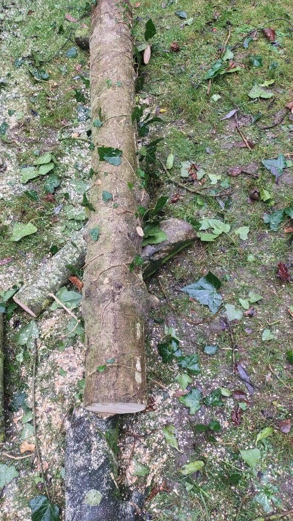 Bois rare. Tronc de houx pour ébénisterie, tournage, Doe-het-zelf en Bouw, Overige Doe-Het-Zelf en Bouw, Ophalen