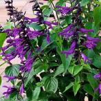 Salvia "Amistad", must voor elke border !, Tuin en Terras, Ophalen, Zomer, Vaste plant