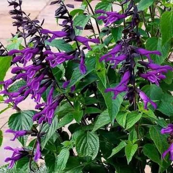Salvia "Amistad", must voor elke border ! beschikbaar voor biedingen