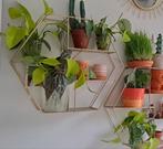 Te koop: handjevol stekken van meerdere planten., Huis en Inrichting, Kamerplanten, Ophalen of Verzenden