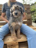 Leuke Bordoodle pups ( border collie x poedel)teefjes, Dieren en Toebehoren, Honden | Herdershonden en Veedrijvers, België, CDV (hondenziekte)