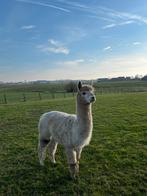 2 dekhengsten, Dieren en Toebehoren, April, Mannelijk