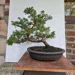 Juniperus Itoigawa Bonsai, Tuin en Terras, Ophalen, Bloeit niet