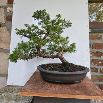 Juniperus Itoigawa Bonsai beschikbaar voor biedingen