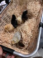 Verschillende rassen kuikens, Dieren en Toebehoren, Pluimvee