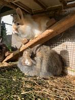 Lapin nain à poil long brun/blanc, Femelle, Nain, 0 à 2 ans