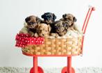 Schattige hypoallergene MINI pups, Dieren en Toebehoren, België, Fokker | Hobbymatig, Overige rassen, CDV (hondenziekte)