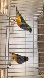 Bonte gouldamadines gevraagd, Dieren en Toebehoren, Vogels | Overige Vogels, Meerdere dieren, Tropenvogel, Geringd