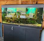 zoetwater aquarium, Dieren en Toebehoren, Vis, Zoetwatervis