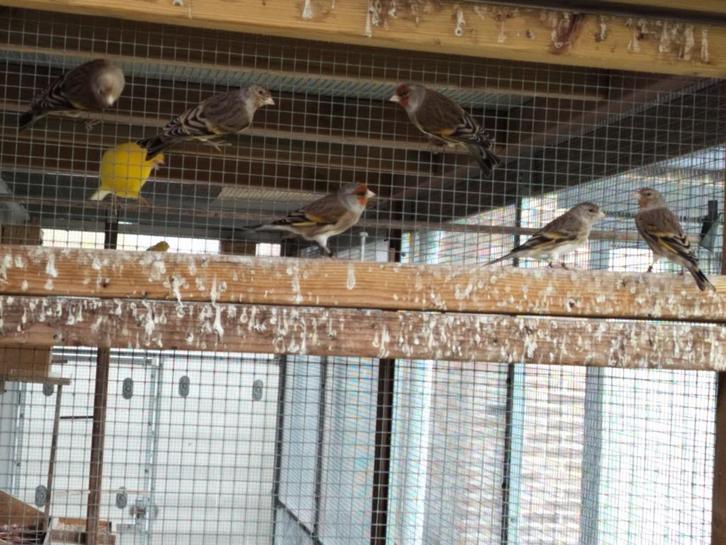 Kruising distelvink x kanarie, Dieren en Toebehoren, Vogels | Kanaries