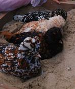 Paduas 4 kippen en 1 donkerrosse haan, Dieren en Toebehoren, Pluimvee