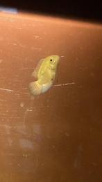 hypselecara temporalis