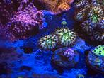 Rainbow fungia, Overige typen, Zoutwatervis